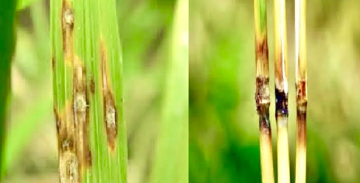 ধানের ব্লাষ্ট রোগ: লক্ষণ, প্রতিকার ও প্রতিরোধমূলক ব্যবস্থা