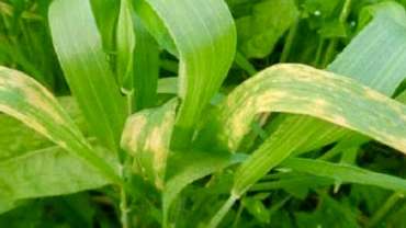 গমের পাতা ঝলসানো রোগ: কারণ, লক্ষণ ও প্রতিকার