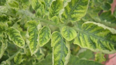 টমেটো গাছে ভাইরাসজনিত পাতা কোকড়ানো (Tomato Leaf Curl Disease) রোগের নিয়ন্ত্রণ