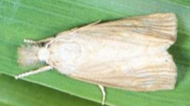 ভূট্টা গাছে মাজরা পোকার আক্রমণ: লক্ষণ, প্রতিকার ও বাঁচার উপায়